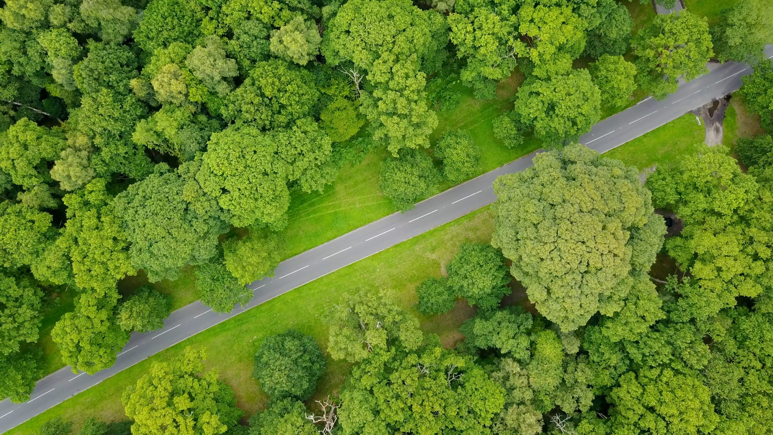 Green forest, open road